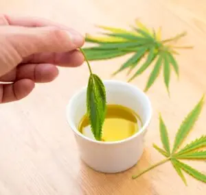 Hemp leaves and CBD massage oil used for spa treatment