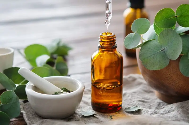 Eucalyptus essential oil used in massage for its antimicrobial effects and properties that stimulate the immune system