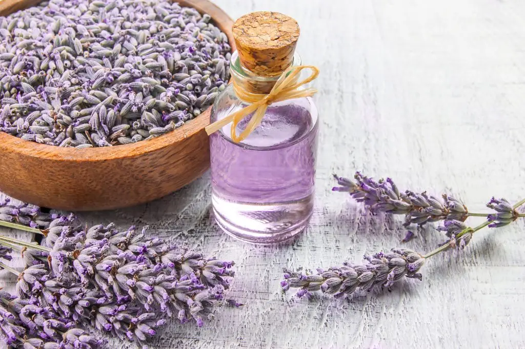 Lavender flowers with lavender essential oil in a bottle