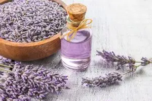 Lavender flowers with lavender essential oil in a bottle 