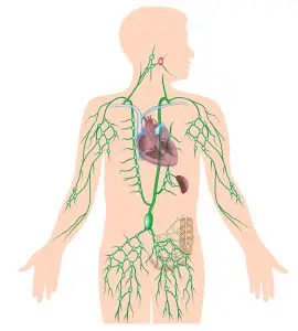 Lymphatic Drainage Body Map