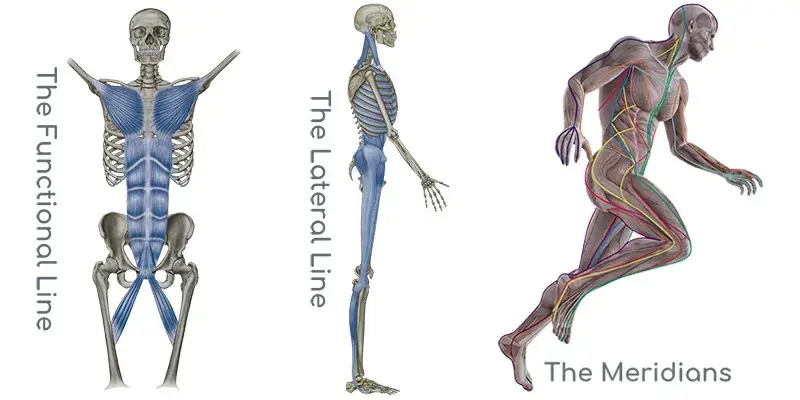 Musculoskeletal chart showing the functional, lateral, and meridians targeted in MRT.