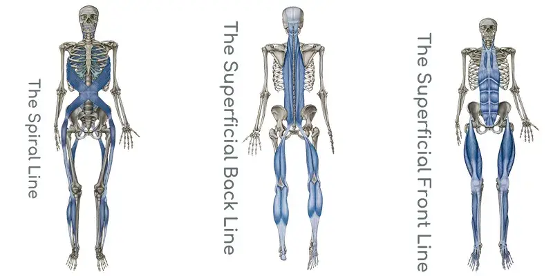 Musculoskeletal diagram showing the spiral, superficial back, and superficial front line of MRT.